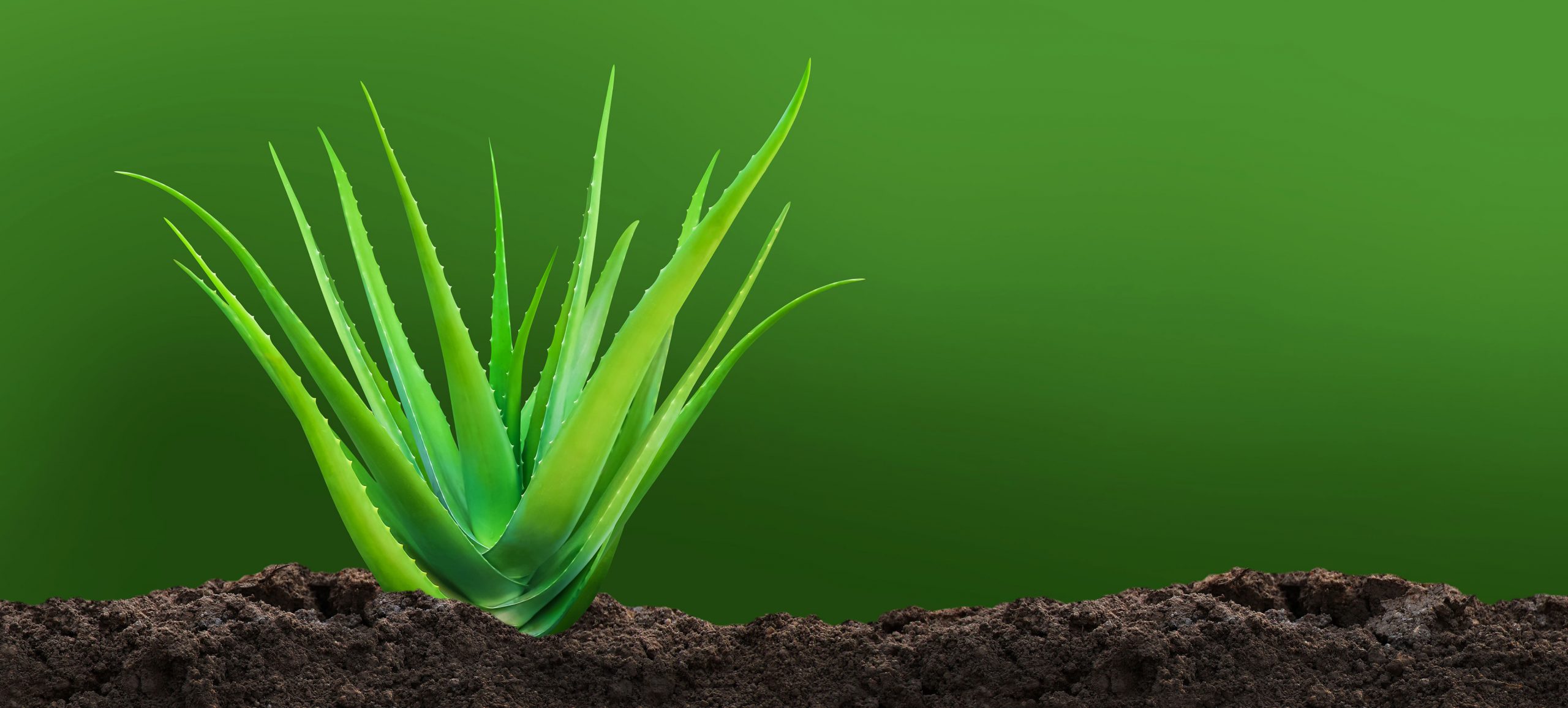 Aloe Vera - die Knigin der Heilpflanzen - Agropha GmbH